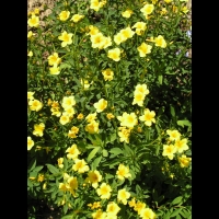 Lin - Linum Campanulatum (fam Linacees) (Europe meridionale) (10)